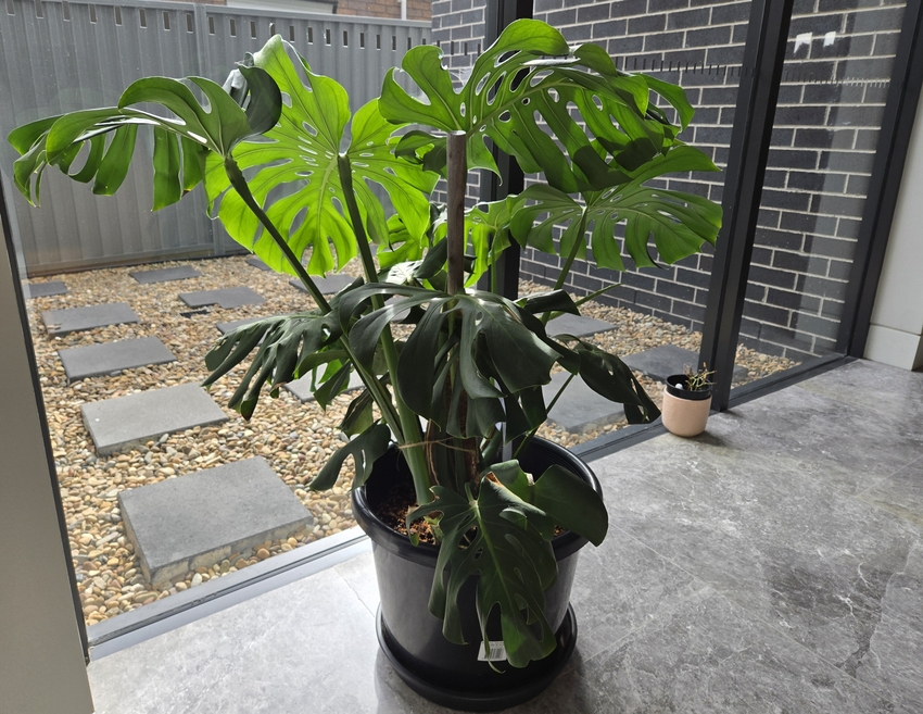 monstera 3