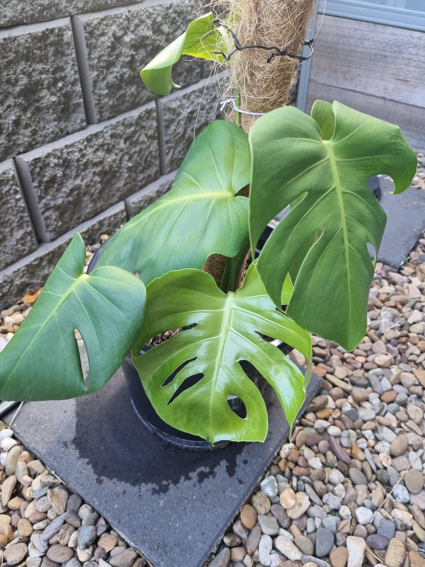 monstera 2