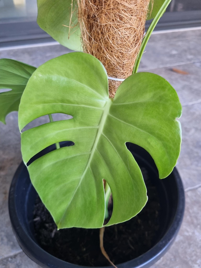 monstera 1